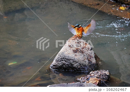 カワセミ カワセミ 108202467