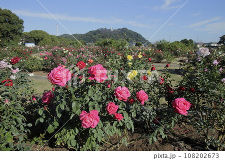 荒尾市 おもやい市民花壇 バラの花、 荒尾市 おもやい市民花壇 バラの花、 108202673