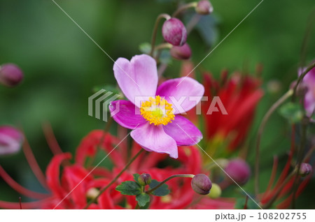 秋明菊と曼珠沙華 秋明菊と曼珠沙華 108202755