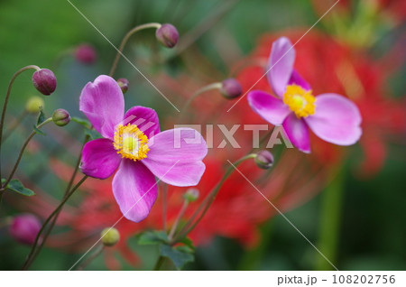 双子秋明菊 108202756