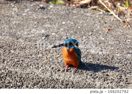 堤防にとまるカワセミ 108202782