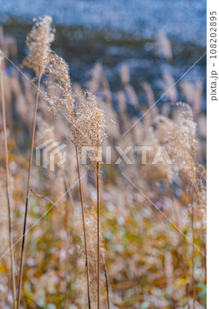 【秋素材】秋の上高地・梓川沿いのススキ【長野県】 108202895