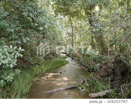 南沢緑地（平成の名水百選） 108203767