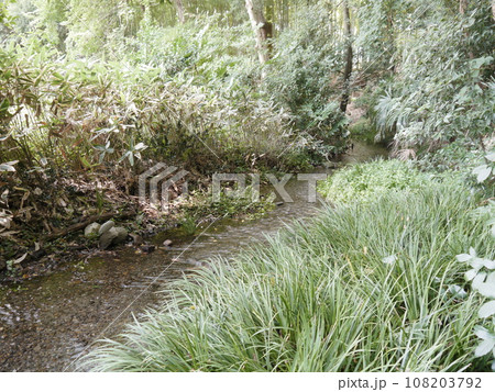 南沢緑地(平成の名水百選) 南沢緑地(平成の名水百選) 108203792
