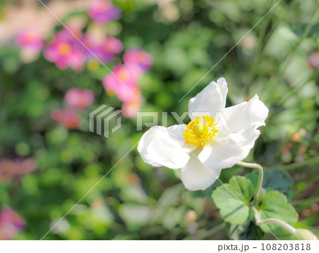 白いシュウメイギクとピンクのシュウメイギク 108203818