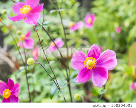 ピンクのシュウメイギク ピンクのシュウメイギク 108204005