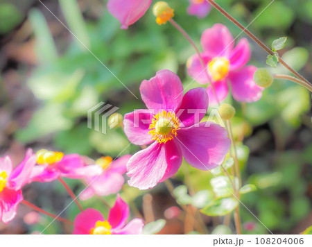 ピンクのシュウメイギク 108204006