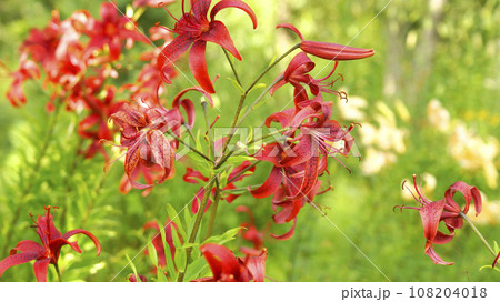 Red tiger lilies.  108204018