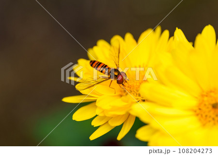 菊の蜜を吸うホソヒラタアブ 108204273