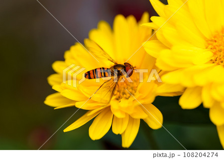 菊の蜜を吸うホソヒラタアブ 108204274