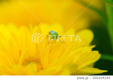 菊の花に止まる亀虫（ウスモンミドリカスミカメ） 108204284