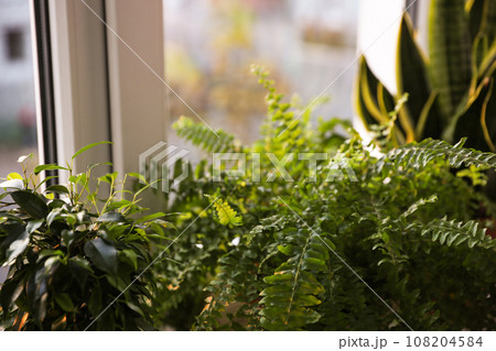 Beautiful potted plants near window at home, closeup 108204584