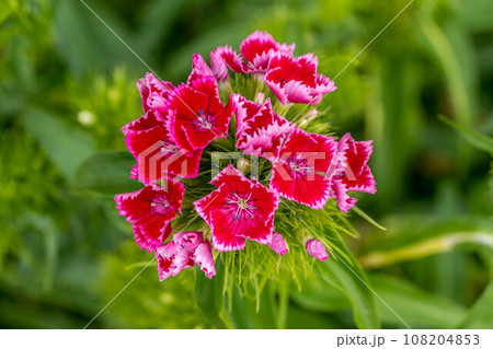 春の柔らかな日差しとヒゲナデシコの花 108204853