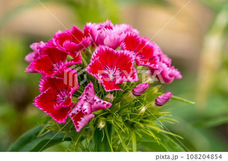 春の柔らかな日差しとヒゲナデシコの花 108204854