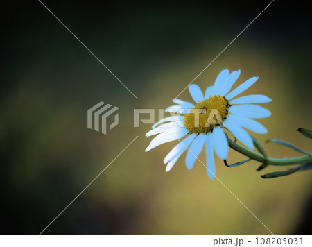 10月に咲いた白くて可憐なミコシギク（御輿菊） 108205031