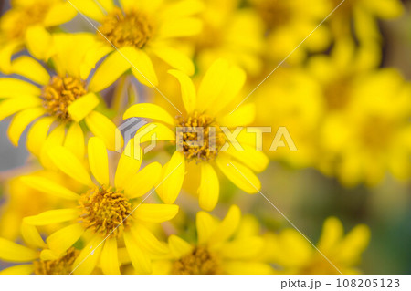 11月の柔らかな日差しと可愛らしい石蕗の花と 11月の柔らかな日差しと可愛らしい石蕗の花と 108205123