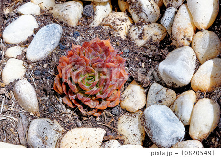 Aeonium tree - aeonium arboreum - Canary Islands, Fuerteventura, Spain Aeonium tree - aeonium arboreum - Canary Islands, Fuerteventura, Spain 108205491