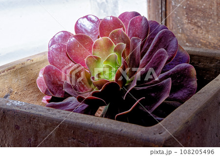 Aeonium tree - aeonium arboreum - Canary Islands, Fuerteventura, Spain 108205496