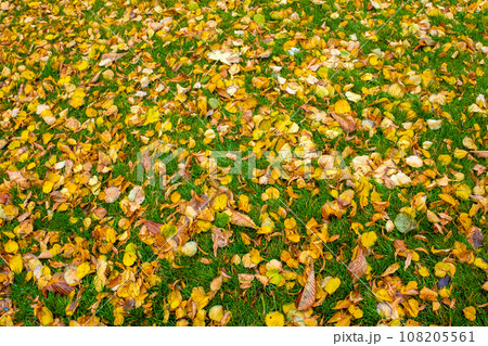 Background of colorful autumn leaves on a green lawn in the park. Background of colorful autumn leaves on a green lawn in the park. 108205561
