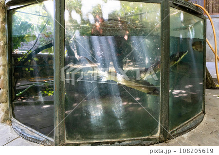 outdoor glass pool with live sturgeons 108205619