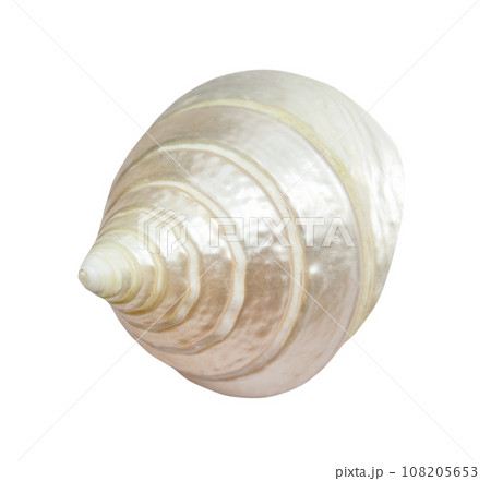 dried spiral shell of sea snail isolated on white 108205653