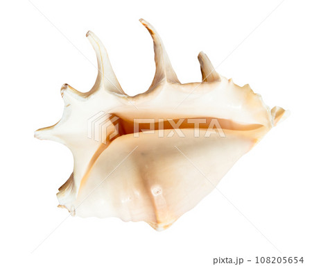 empty sea shell of spider conch isolated on white 108205654