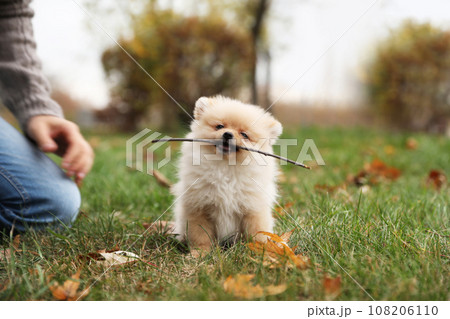 Man with small fluffy dog in park on autumn day, closeup 108206110