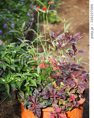 秋の花とカラーリーフの寄せ植え 秋の花とカラーリーフの寄せ植え 108207006