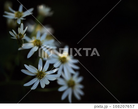 10月に咲いた白くて可憐な「シロヨメナ（白嫁菜）」 108207657