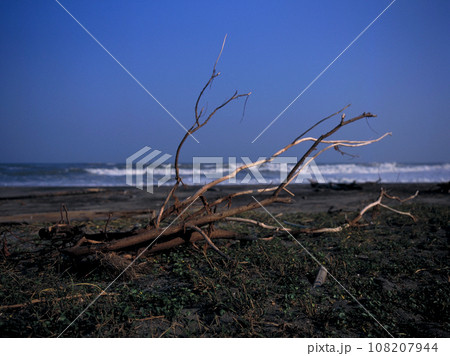 青空と海岸の砂浜に流れ着いた流木 108207944