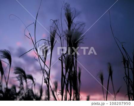 夕暮れ時の空と秋風に揺れるススキのシルエット 108207950