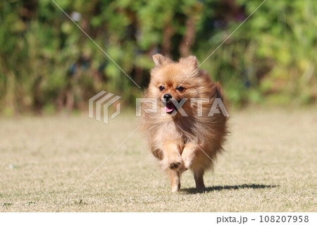 鬣のような長い毛を揺らしながら走るポメラニアン 108207958