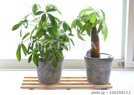 窓際の観葉植物の鉢 窓際の観葉植物の鉢 108208212