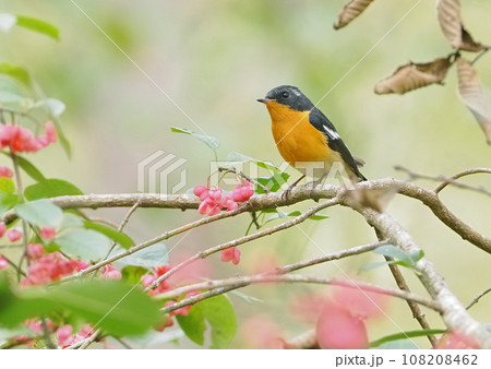 マユミの実を食べに来たムギマキの雄 108208462