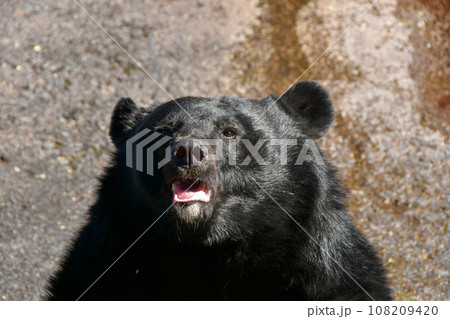 専用　ブラックベア　picture Nikon Z6 + NIKKOR Z14-30mm F4S @nikonjp H&Y magnetic cpl