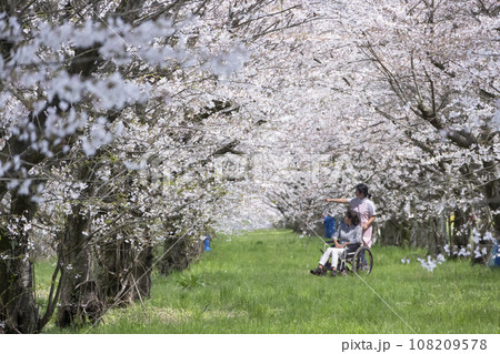 満開の桜の下を散歩する車いすの二人 満開の桜の下を散歩する車いすの二人 108209578