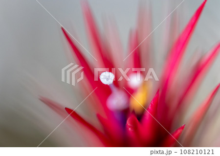 イオナンタの花 108210121