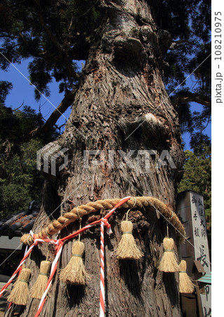 四国霊場第2番札所「極楽寺」長命杉 四国霊場第2番札所「極楽寺」長命杉 108210975