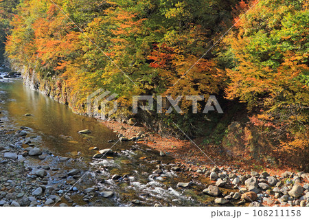 秋山郷の秋 錦秋の中津川渓谷 秋山郷の秋 錦秋の中津川渓谷 108211158