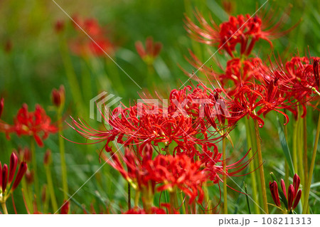 秋の野原に咲く彼岸花 秋の野原に咲く彼岸花 108211313
