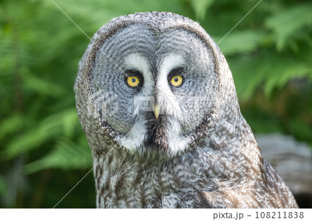 Great grey owl, Strix nebulosa, portrait with green bokeh background Great grey owl, Strix nebulosa, portrait with green bokeh background 108211838