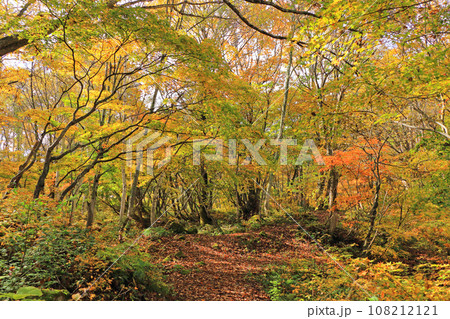 秋の秋山郷　天池の森 108212121