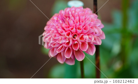 コサージュという名のダリアが華やか 108212462