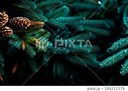A close up view of a Christmas fir tree frond or a green pine tree branch with snow on black background. 108212576