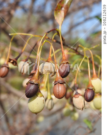 エゴノキの実 108212639