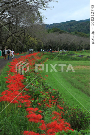 巾着田の曼珠沙華 108212748