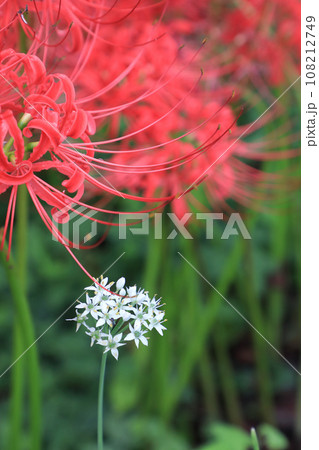 巾着田の曼珠沙華 108212749