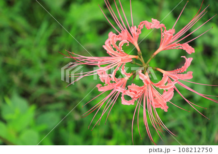 巾着田の曼珠沙華 108212750