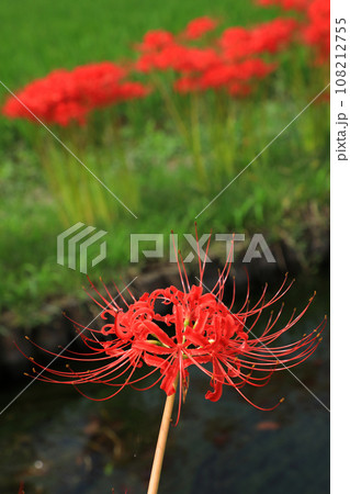 巾着田の曼珠沙華 108212755