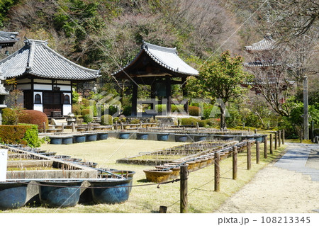 日本 京都 宇治 三室戸寺 日本 京都 宇治 三室戸寺 108213345